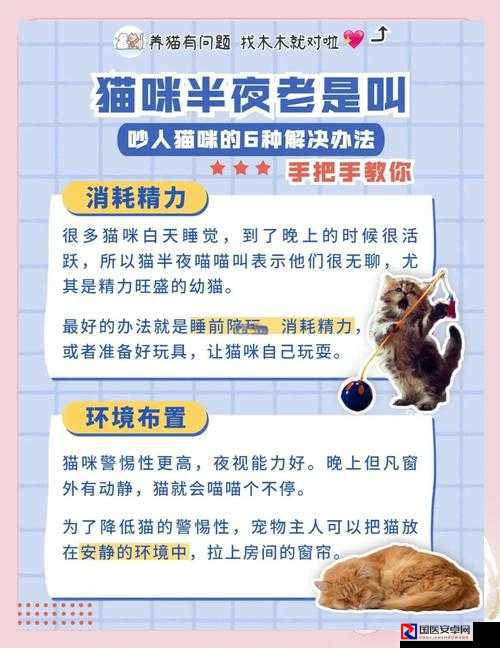 深夜拍猫党必看！黑夜与猫出片攻略大公开